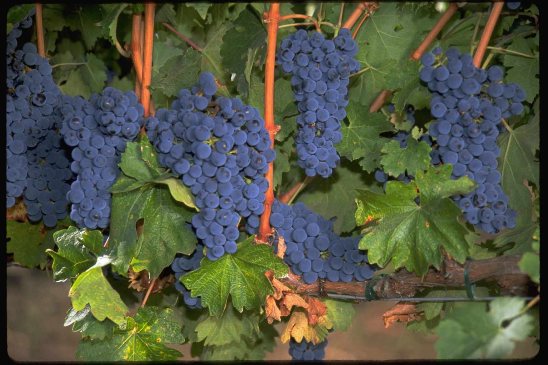Cabernet Sauvignon grapes, Chateau Chevalier